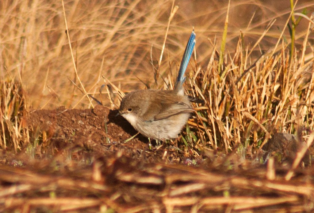 fairy wren.jpg